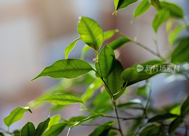 Benjamin Ficus室内植物